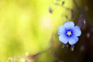 Blue flower background