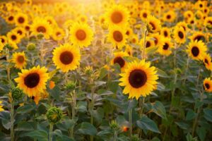 sunflower, sunflower field, flowers-3550693.jpg