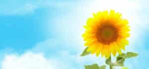 Sunny sunflower